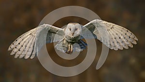 Beautiful flying Barn owl Tyto alba, hunting. Blurrt autumn background with yellow and brown color. Noord Brabant in the Netherl