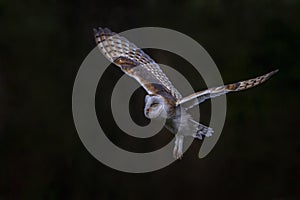 Flying Barn owl Tyto alba, hunting. Dark green background. Noord Brabant in the Netherlands. Writing space. photo