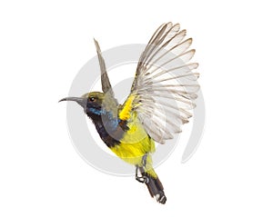 Beautiful flying Bird Olive-backed Sunbird