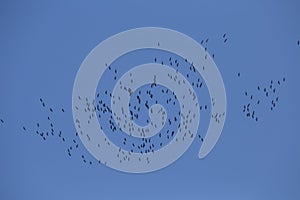 Beautiful flying bird silhouettes against the blue sky.