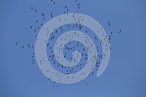 Beautiful flying bird silhouettes against the blue sky.