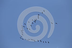 Beautiful flying bird silhouettes against the blue sky.