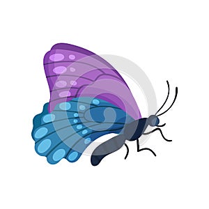 Beautiful flying blue and purple butterfly insect vector Illustration on a white background