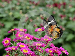 Beautiful flying butterfly, Leopard Lacewing, perching over a b