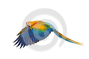 Beautiful flying Camelot Macaw parrot isolated on white background.