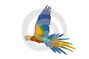 Beautiful flying Camelot Macaw parrot isolated on white background.