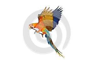 Beautiful flying Camelot Macaw parrot isolated on white background.