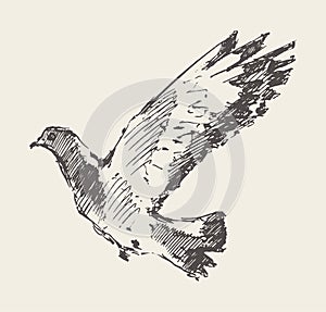 Beautiful flying dove. Hand drawn vector sketc photo