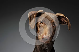 beautiful flying ears mixed breed dog portrait in graybackground