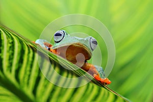 Beautiful flying frogs among the green leaves