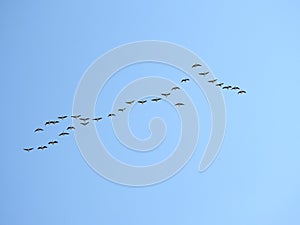 Flying goose birds in blue sky, Lithuania