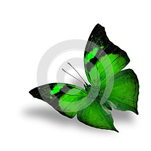 The beautiful flying green butterfly on white background