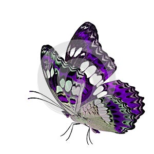 Beautiful flying purple butterfly, Common Commander (moduza procris) with stretched wings in fancy color profile isolated on whit