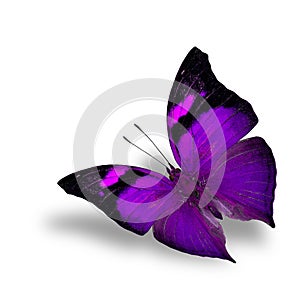 The beautiful flying purple butterfly on white background wiith