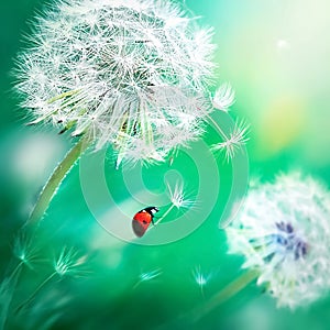 Beautiful flying red ladybird on a white dandelion. Fantastic magical image. Fabulous summer spring country.