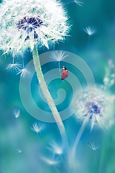 Beautiful flying red ladybug on a white dandelion. Fantastic magical image. Fabulous summer country.