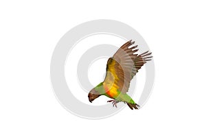 Beautiful flying Senegal parrot isolated on white background.