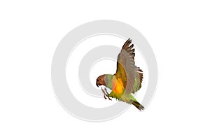 Beautiful flying Senegal parrot isolated on white background.