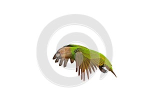 Beautiful flying Senegal parrot isolated on white background.