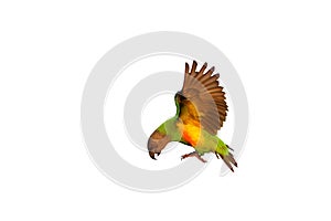 Beautiful flying Senegal parrot isolated on white background.