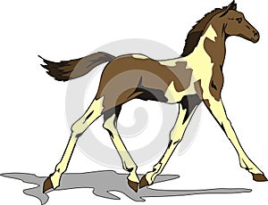 Beautiful foal drawing, color