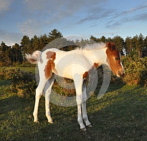 Beautiful Foal in the New Forest