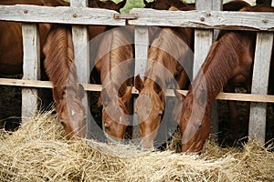 Beautiful foals eating fresh hay on a horse farm rural scene