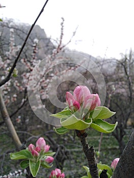 Beautiful focused flowers showing blossom season of mountains area, Hunza Gilgitbaltistan