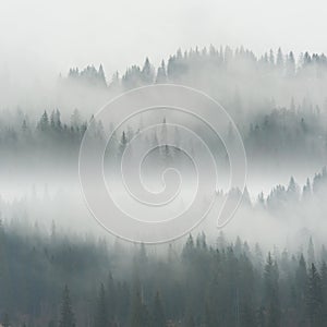 Bellissimo nebbia foresta 