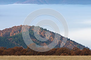 Herbst Buche Wald 