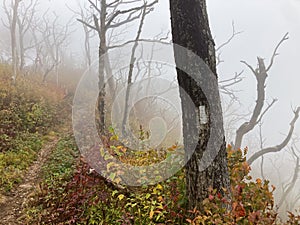 Beautiful Foggy Fall Weather Hiking the Appalachian Trail in the Nantahala National Forest