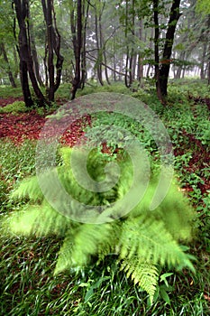 Beautiful foggy forest. Fairy tale spooky looking woods in a misty day. Cold foggy morning in horror forest.