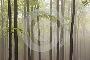 Beautiful foggy forest. Fairy tale spooky looking woods in a misty day. Cold foggy morning in horror forest.
