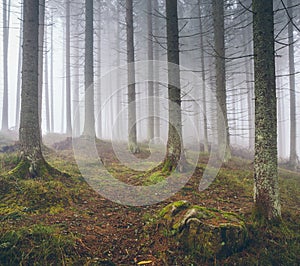 Beautiful foggy forest with pines