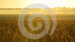 Beautiful Foggy Golden Sunrise Over Cornfield. Relaxing cinematic video background.