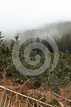 Beautiful foggy morning in Sudetes (Karkonosze National Park)