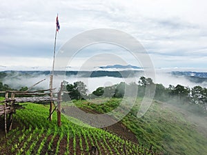 Beautiful foggy at rice fields, Thailand.