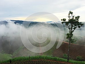 Beautiful foggy at rice fields, Thailand.