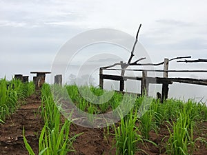 Beautiful foggy at rice fields, Thailand.