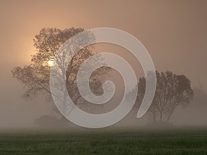 Beautiful foggy sunrise landscape with trees