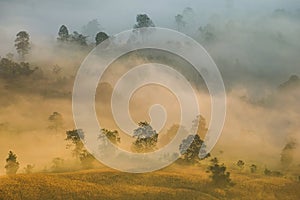 Beautiful foggy sunrise mist covered mountain forest landscape top view - Mountain ranges with tree at countryside