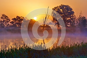 Bellissimo nebbioso alba Attraverso un fiume 