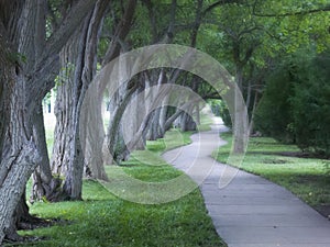 Beautiful Foggy Tree Lined Walking Path On Foggy M