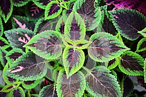 The foliage of Coleus `Kong Rose` photo