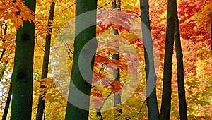 Beautiful foliage in the forest featuring leaves in red orange and yellow. AI generated illustration