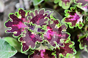 Beautiful foliage of a Coleus hybrida in the garden photo