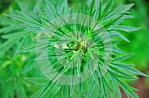 Foliage of the medicinal plant Artemisia vulgaris photo