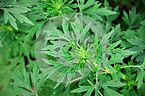 Foliage of the medicinal plant Artemisia vulgaris photo