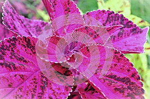 The beautiful foliage of pink with dark red colored Coleus hybrida in the garden photo