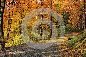 Beautiful Footpath through Autumn Forest illuminated by Sunbeams